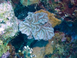 Maze Coral IMG 7649